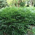 Sasa palmata